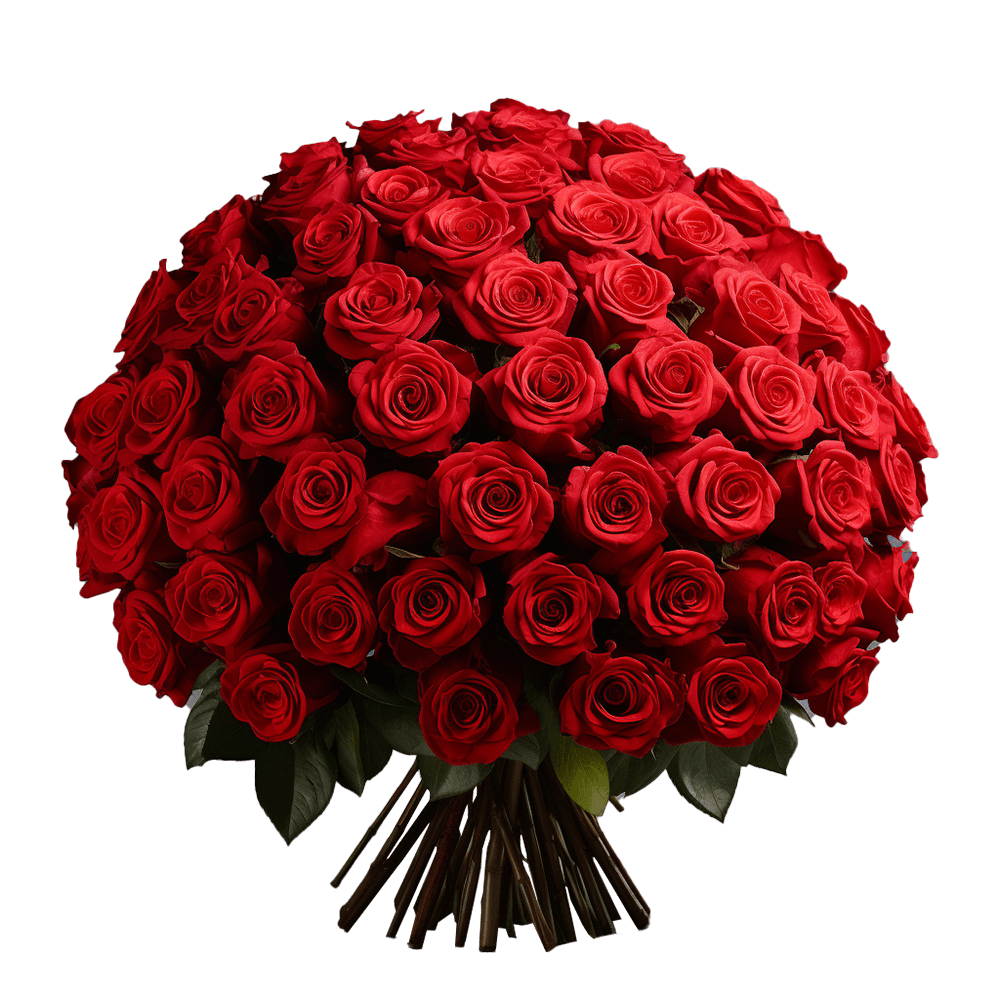 Valentine's Day Red Roses Red