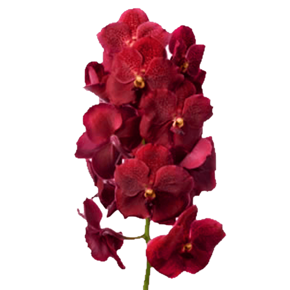 Red Vanda Orchids For Sale Fresh Flower Delivery