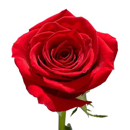2-Red