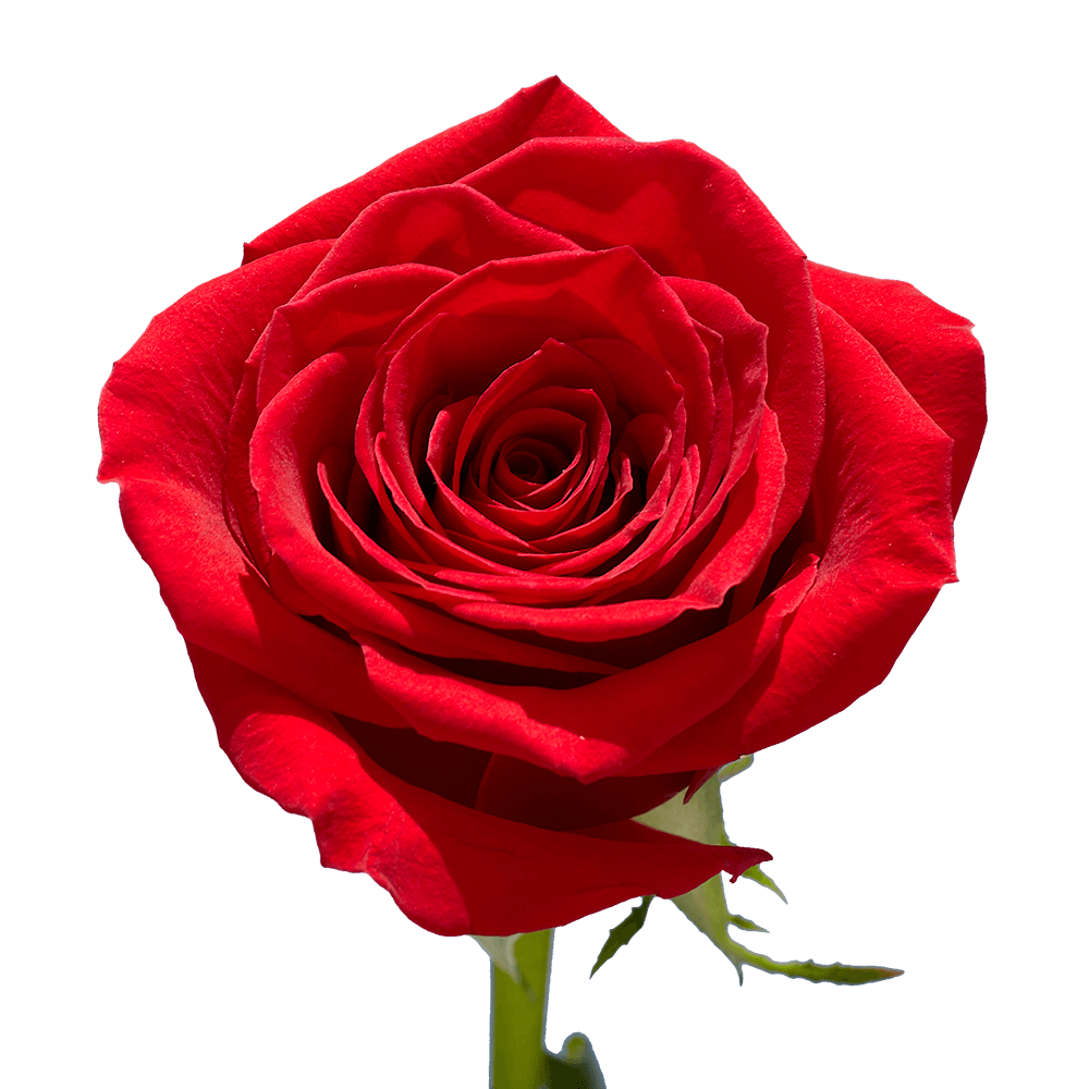 Qty of Red Wedding Roses For Delivery to North_Hollywood, California
