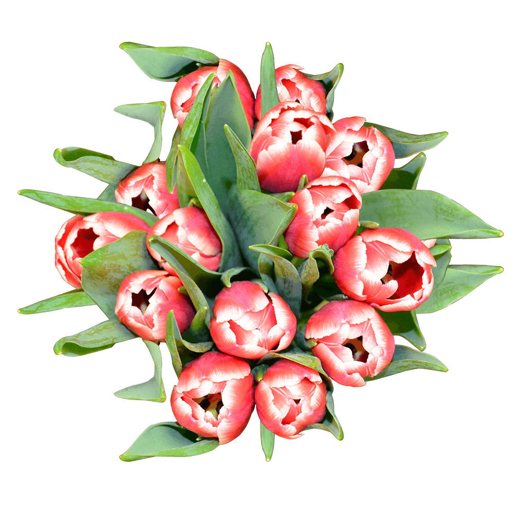 Red White Tulip Flowers Free Shipping for Valentine's Day