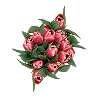 (OC) Red/White Tulip 6 Bunches For Delivery to Lumberton, North_Carolina