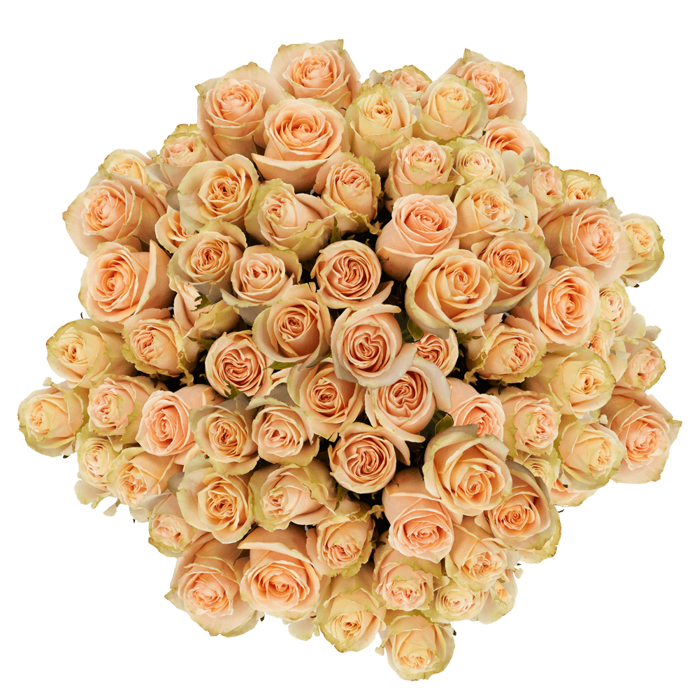 Roses For Cheap Peach High and Arena Roses