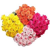 Rose Sht Assorted (OC) [Include Flower Food] (OM) For Delivery to Canton, Michigan