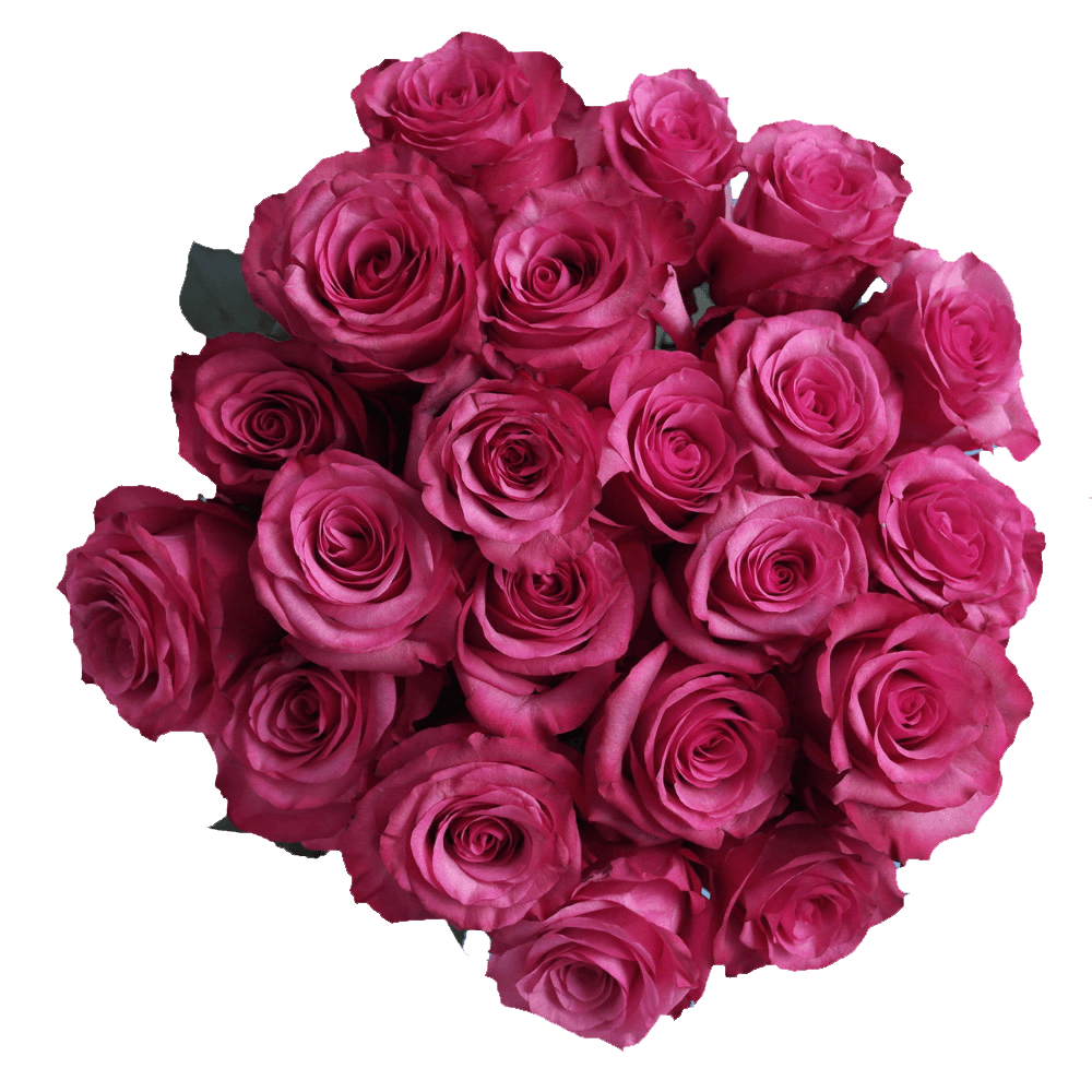 Roses For Sale Hot Pink Flowers Online