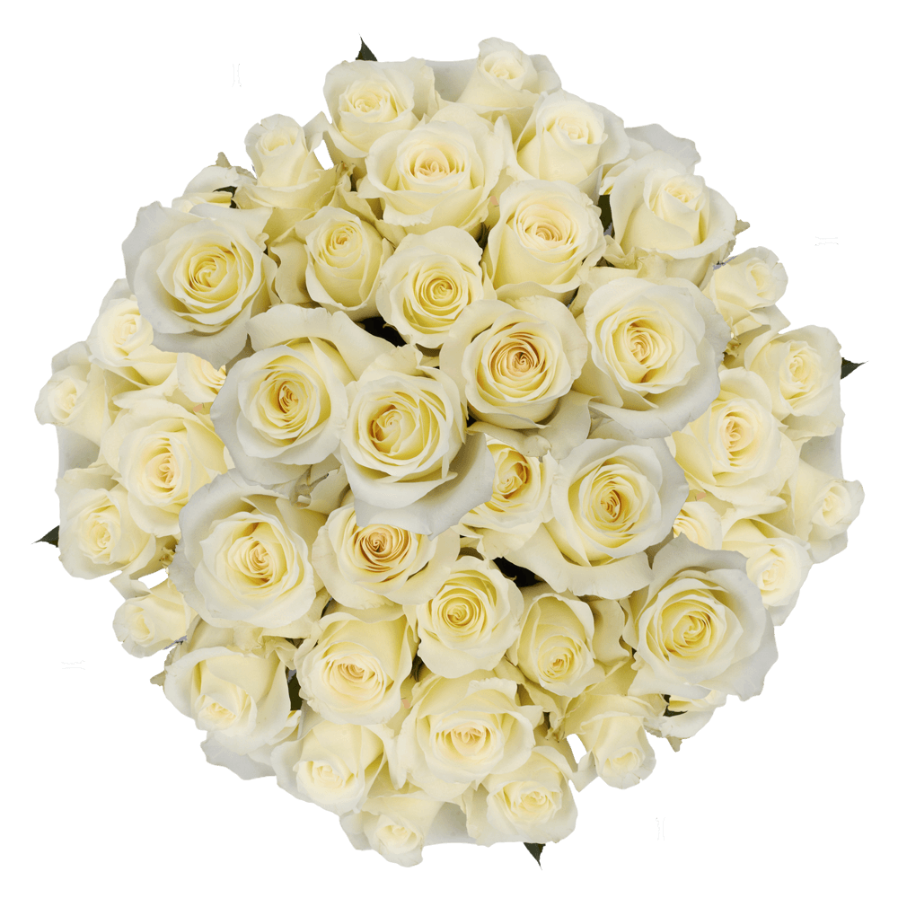 Roses For Sale White Anastacia Roses