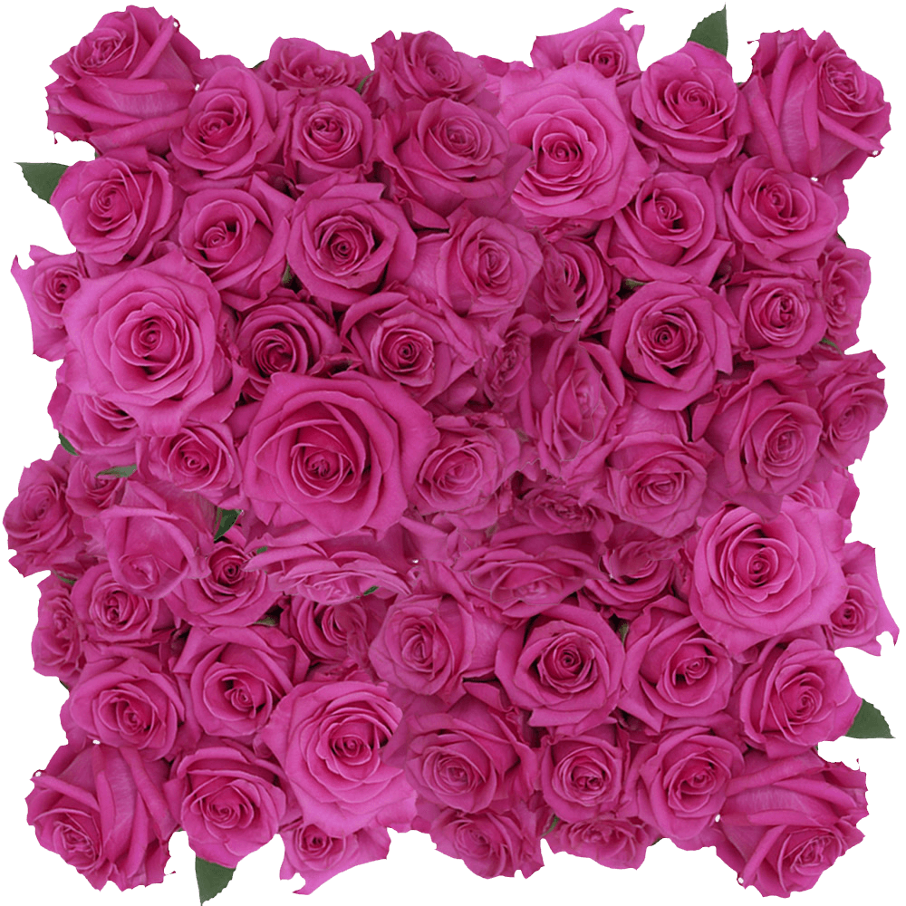 Roses Hot Pink Flower Online Delivery