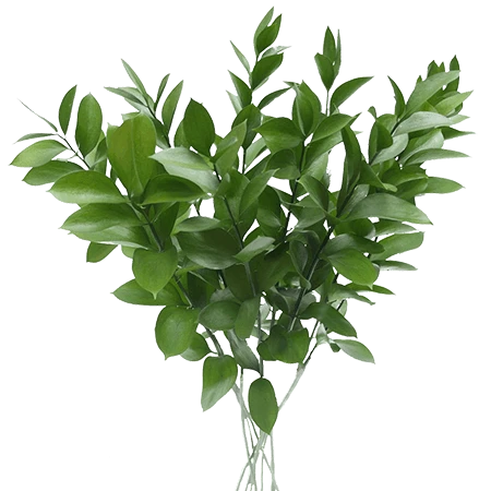 RUSKUS