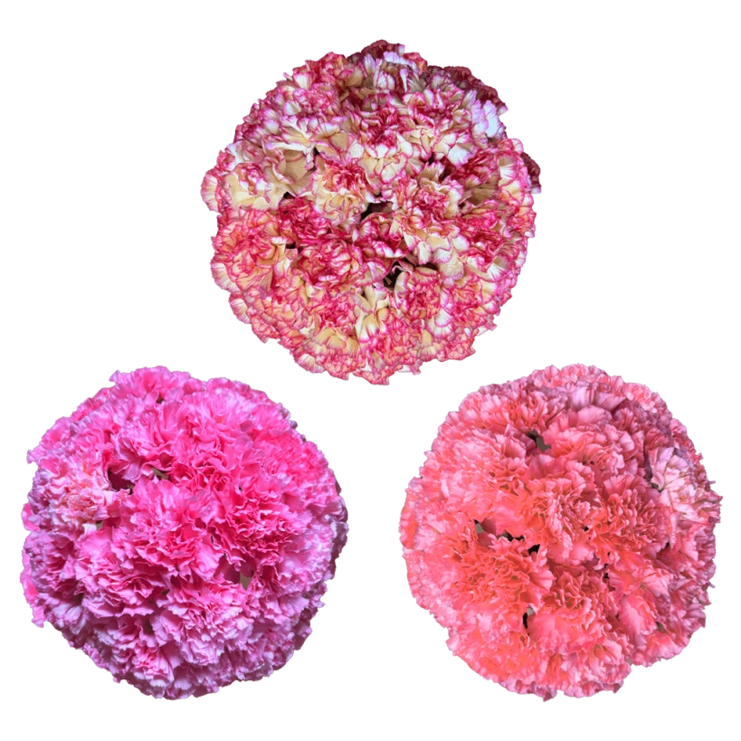 Sale of Carnations Buy Flowers