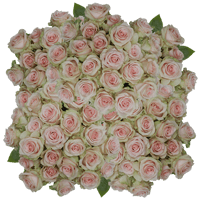 (HB) Rose Long Salma 150 Stems For Delivery to Liberty, Missouri