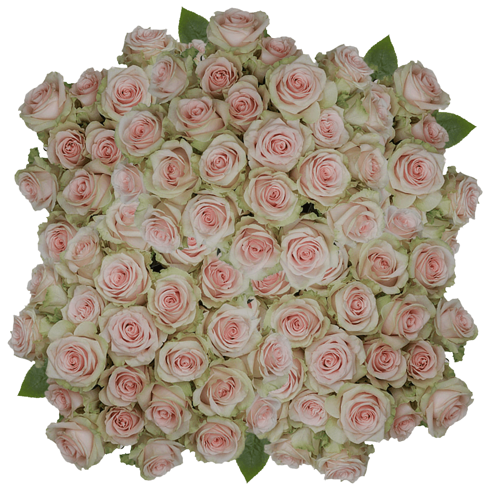 (HB) Rose Long Salma 150 Stems For Delivery to Frankfort, Kentucky