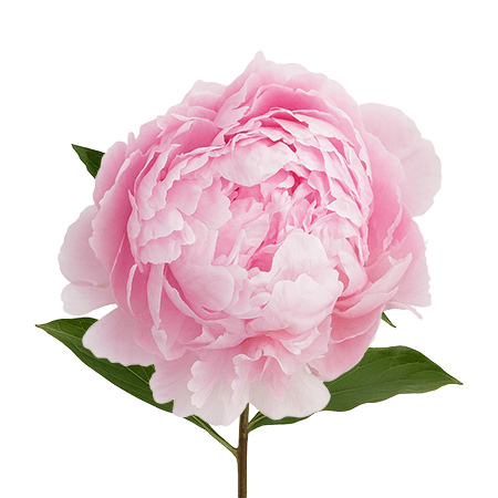 Sarah Bernhardt Peonies- Choose Your Quantity