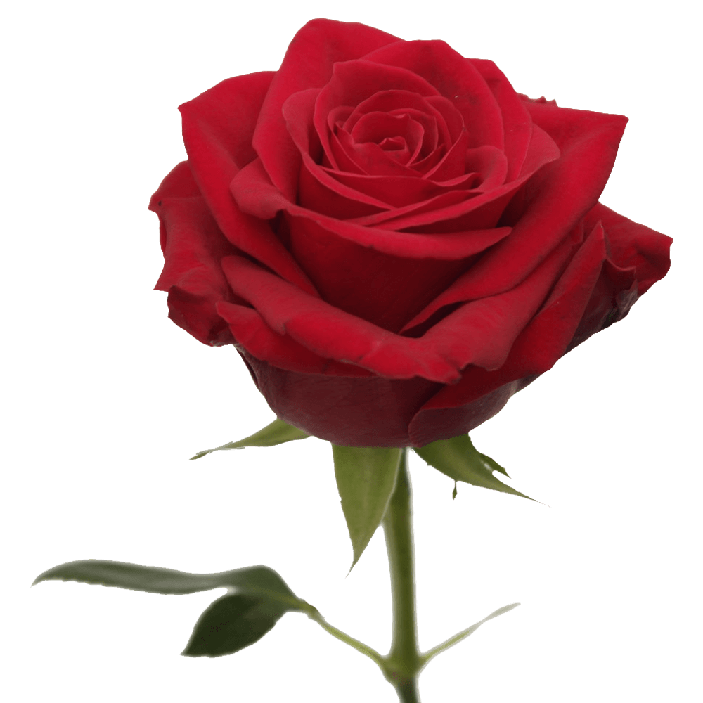 Qty Rose Escarlata For Delivery to Renton, Washington