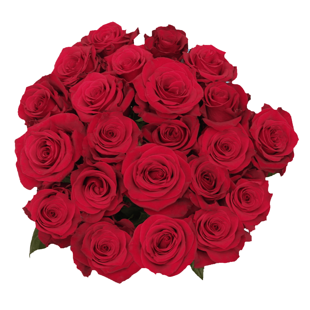 Scarlet Red Roses To Buy Lowest Discount Prices