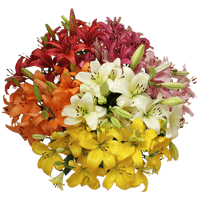 (QB) Asiatic Lilies Assorted 4 Bunches For Delivery to Saratoga_Springs, New_York