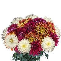 (OC) Pom Assort 5 Bunches For Delivery to Elizabeth_City, North_Carolina