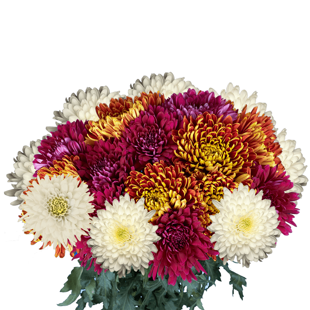 Send Assorted Disbud Chrysanthemum Flowers