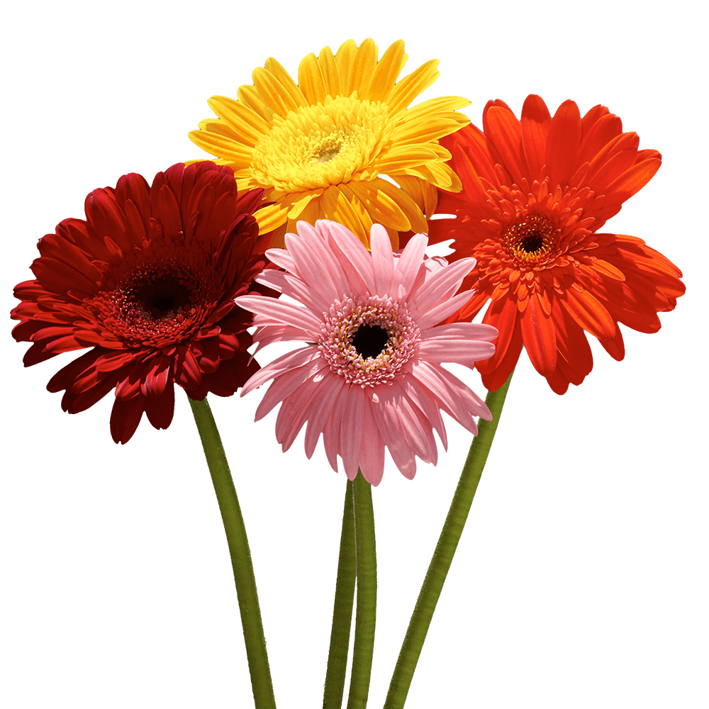 Assorted Rainbow Gerbera Daisies