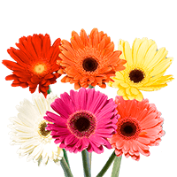 (QB) Gerbera Assorted 12 Bunches For Delivery to Apex, North_Carolina