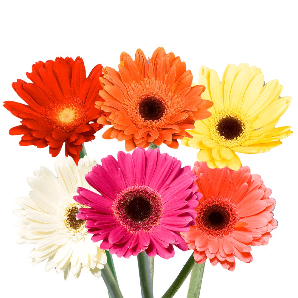 Send Assorted Gerbera Flowers