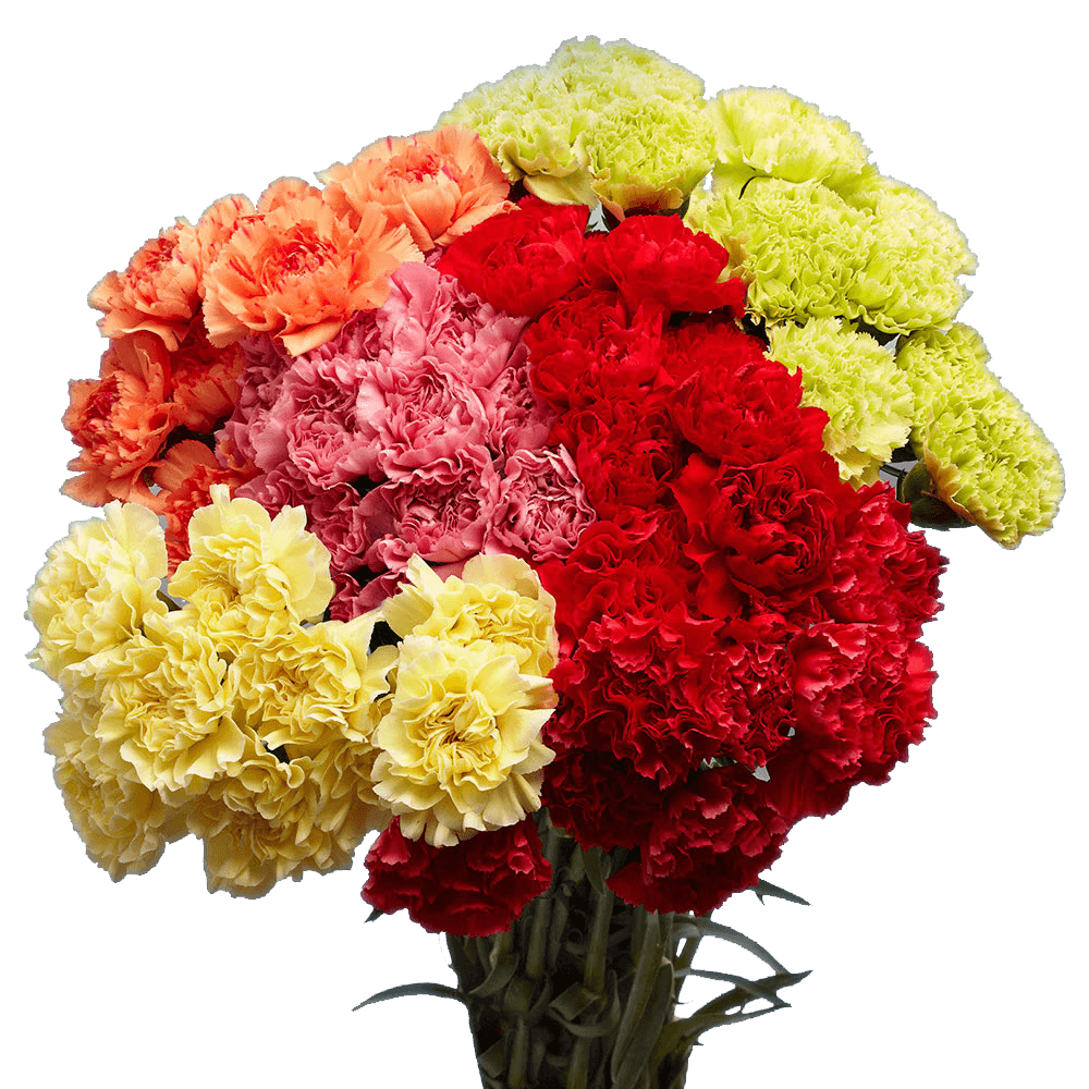 Send Carnation Flowers