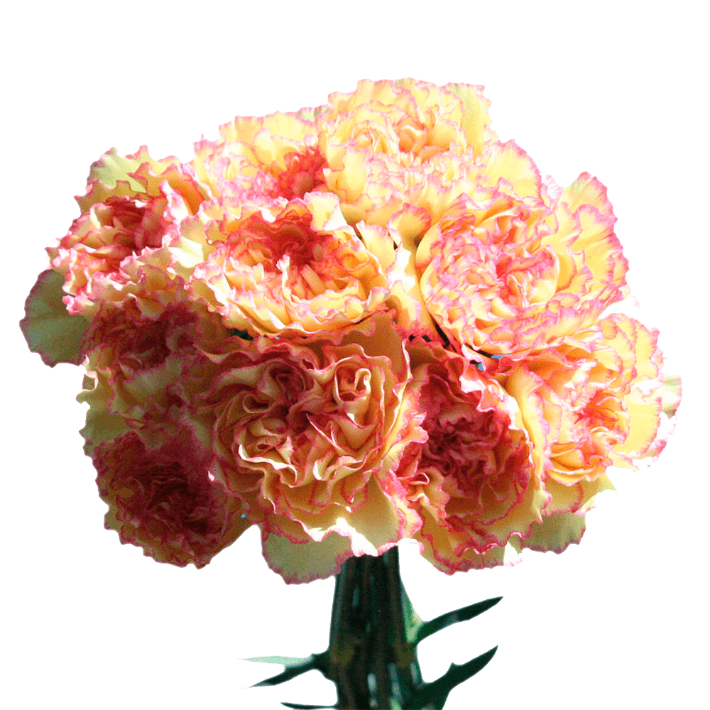 Send Carnations Cream Blooms with Pink Edges