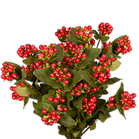 (QB) Hypericum Cherry 12 Bunches For Delivery to Easley, South_Carolina