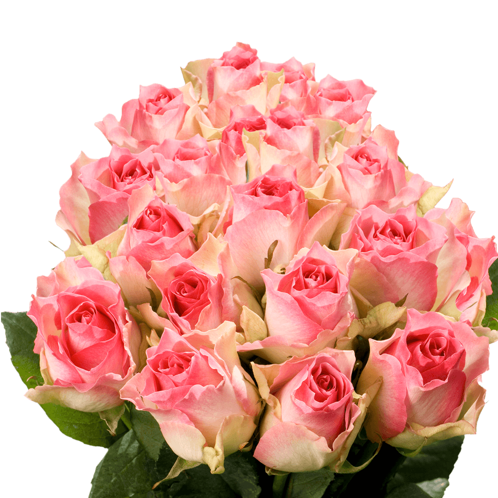 Send Creamy Pink Roses