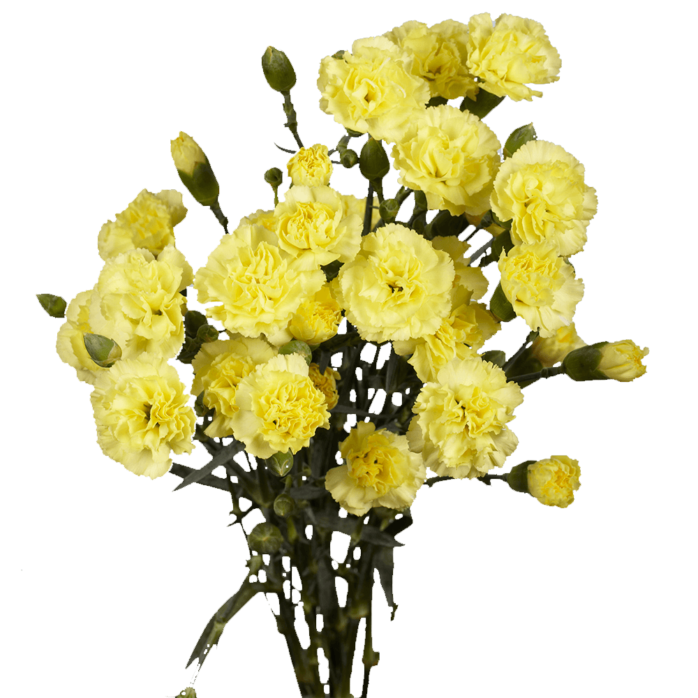 Qty of Yellow Spray Carnations For Delivery to Parsippany, New_Jersey