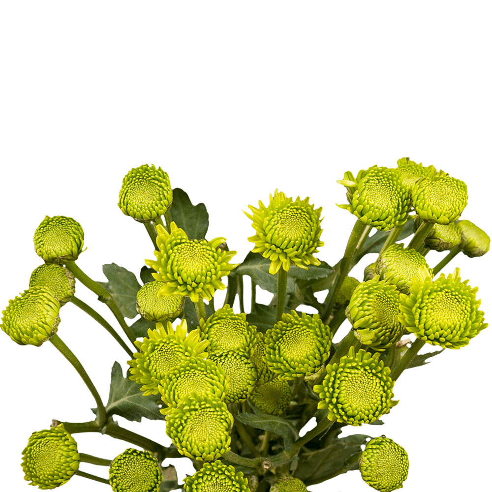 Chrysanthemum Button Green - Bulk and Wholesale – Bunches Direct USA