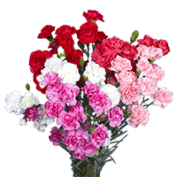Qty of Mothers Day Spray Carnations For Delivery to Concord, North_Carolina