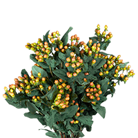 (OC) Hypericum Orange 6 Bunches For Delivery to Dover, Delaware