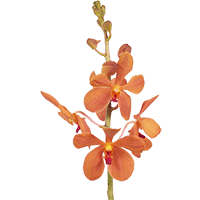 Orchids Aom Yai 70 Stems (QB) For Delivery to Nebraska