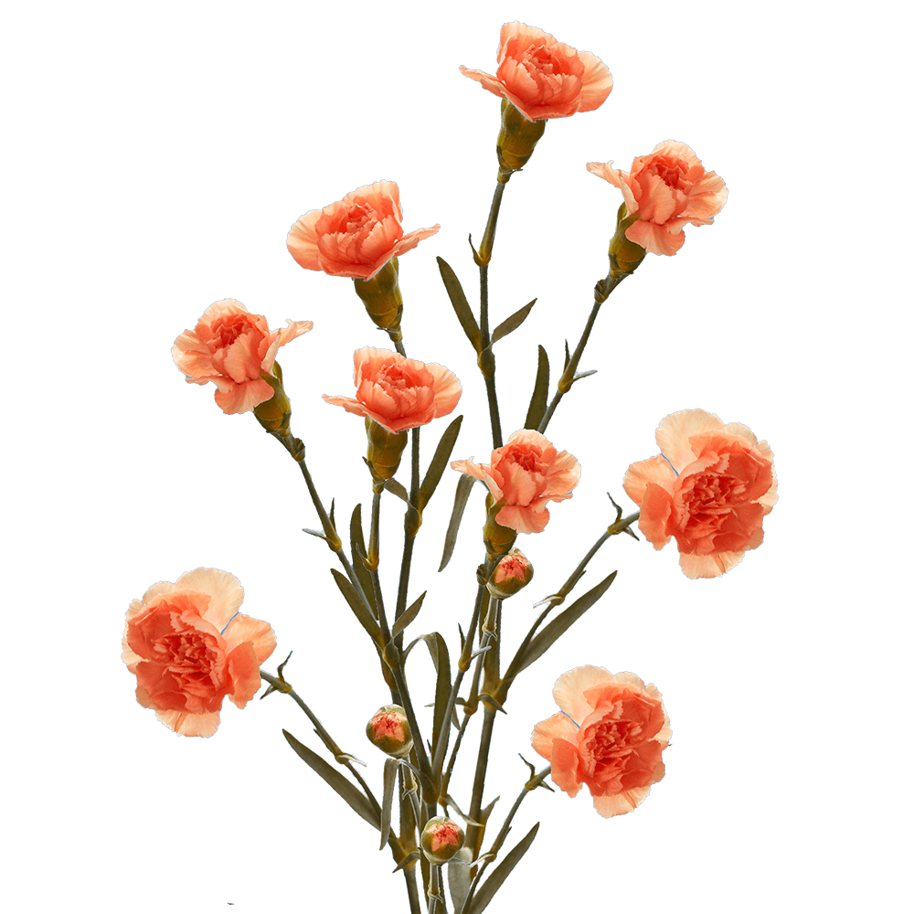 Send Orange Spray Carnations