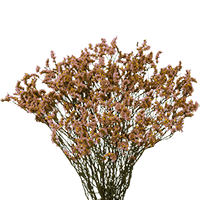 (QB) Limonium Tinted Peach 12 Bunches For Delivery to Pass_Christian, Mississippi