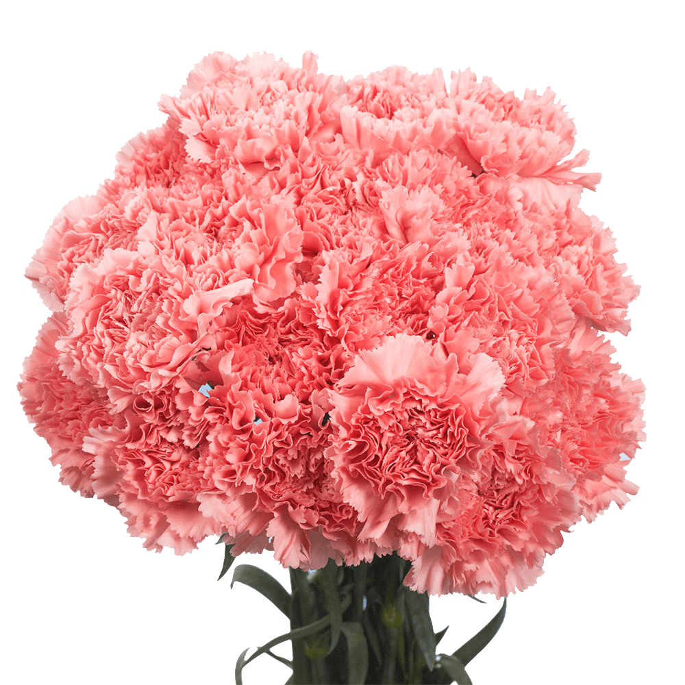 Send Pink Carnations