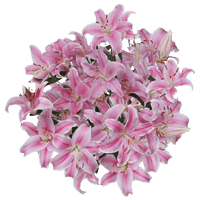 (HB) Oriental Lilies Pink 10 Bunches For Delivery to Lima, Ohio