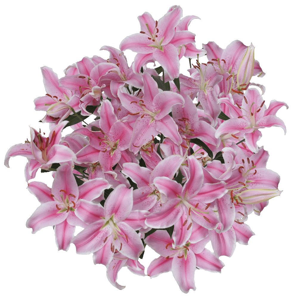 Send Pink Oriental Lilies
