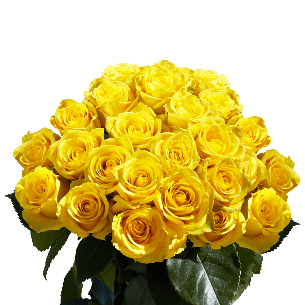 Send Pure Yellow Roses
