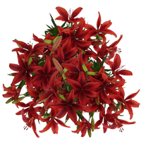 (QB) Asiatic Lilies Red 4 Bunches For Delivery to Georgia