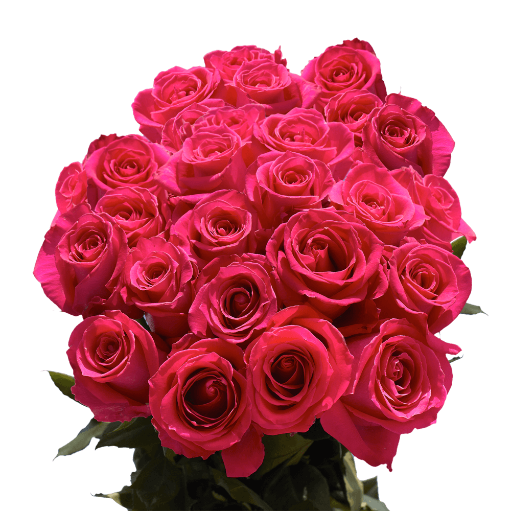 Send Valentine's Day for Free Hot Pink Flowers