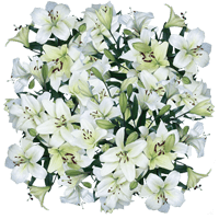 (HB) Asiatic Lilies White 12 Bunches For Delivery to Wisconsin