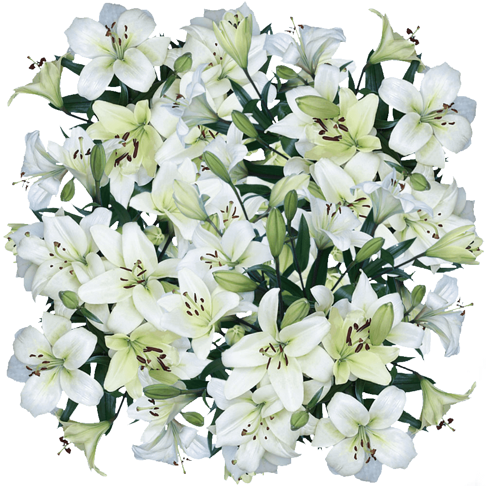 Send White Asiatic Lilies