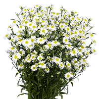 (HB) Aster White 22 Bunches For Delivery to Arnold, Missouri