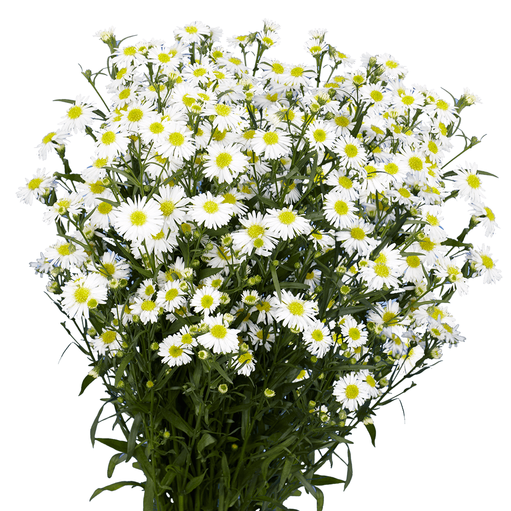 Send White Aster Flowers