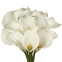 (QB) Mini-Callas White 12 Bunches For Delivery to Rocklin, California