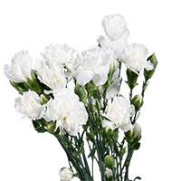 Spray Fcy White (QB) 16 Bunches For Delivery to Dublin, Ohio