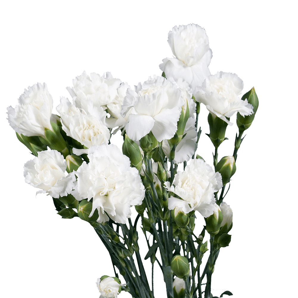 Send White Mini Carnations