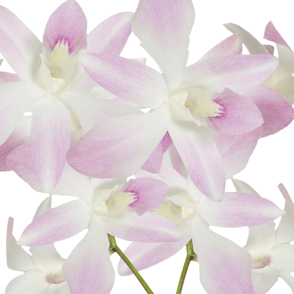 Send White Pink Orchids Free Online Delivery