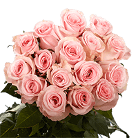 150 XX Long Stemmed Sweet Dolomiti Roses